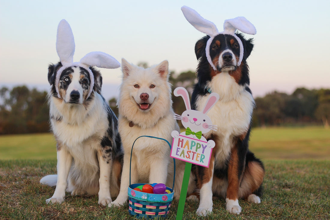 Easter Fun With Your Dog!