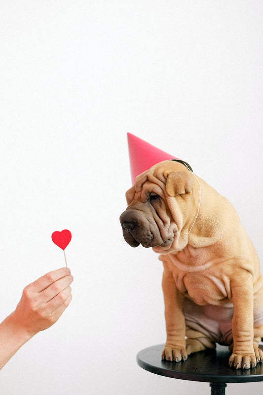 How To Have a Paw-fect Valentine's Day!