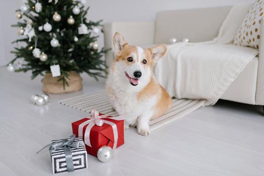 Our Top Ten Tips For Keeping Your Dog Happy And Safe At Christmas