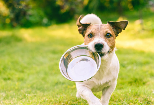Is Hypoallergenic dog food good?